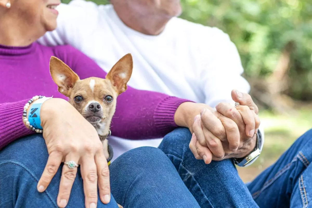 The Perfect Companions: Ideal Lap Dogs for Seniors