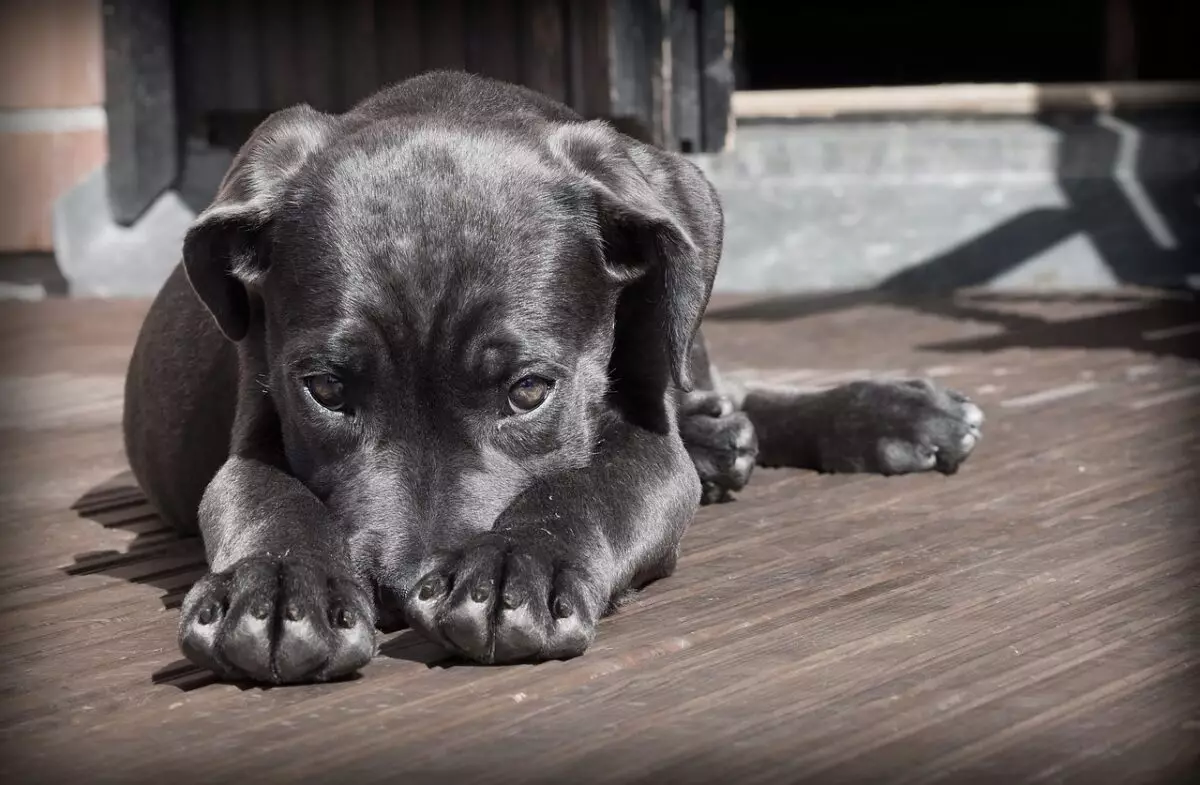 Understanding the “Guilty Look”: What Dogs Really Mean