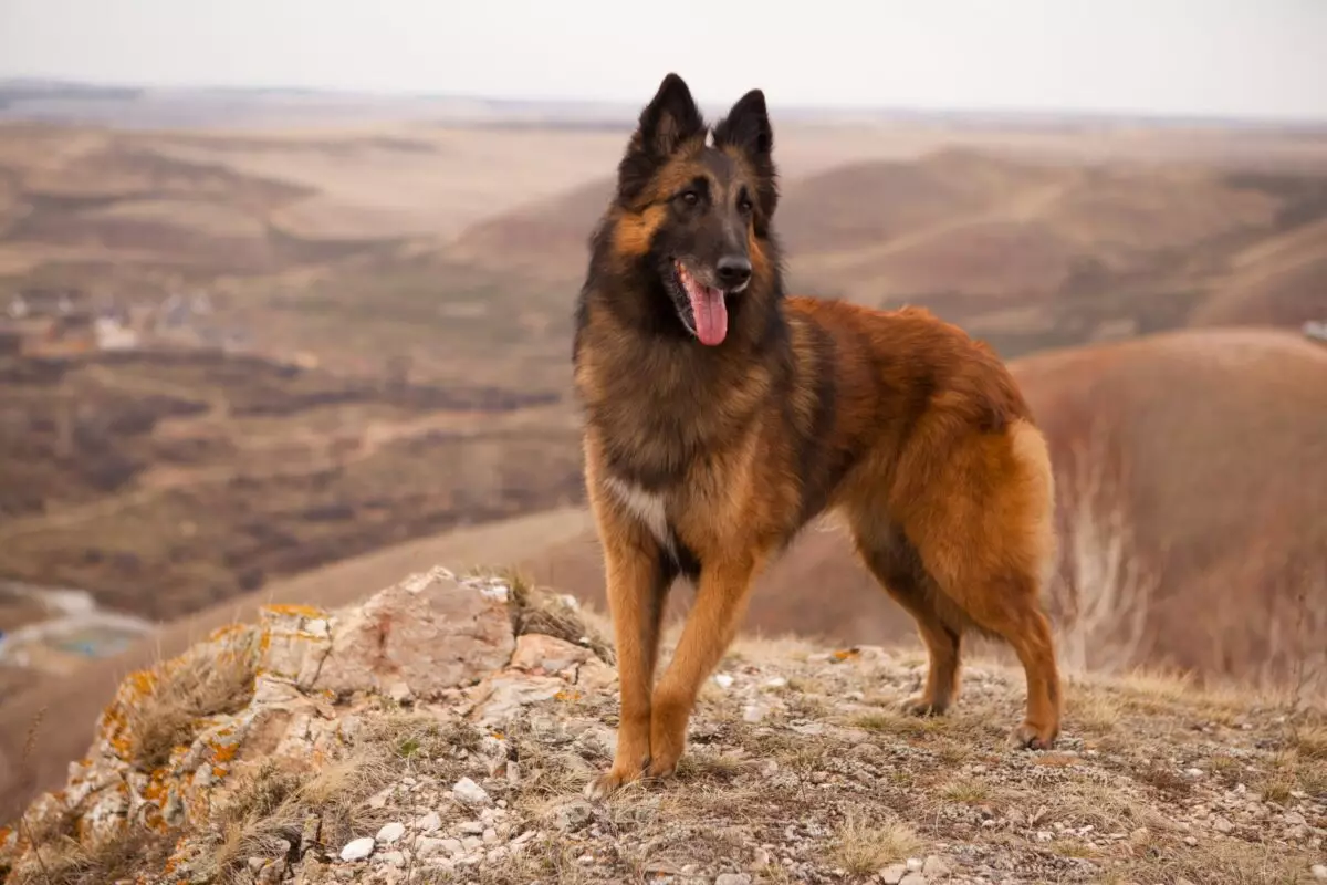 Endangered Companions: Celebrating Dog Breeds Losing Popularity