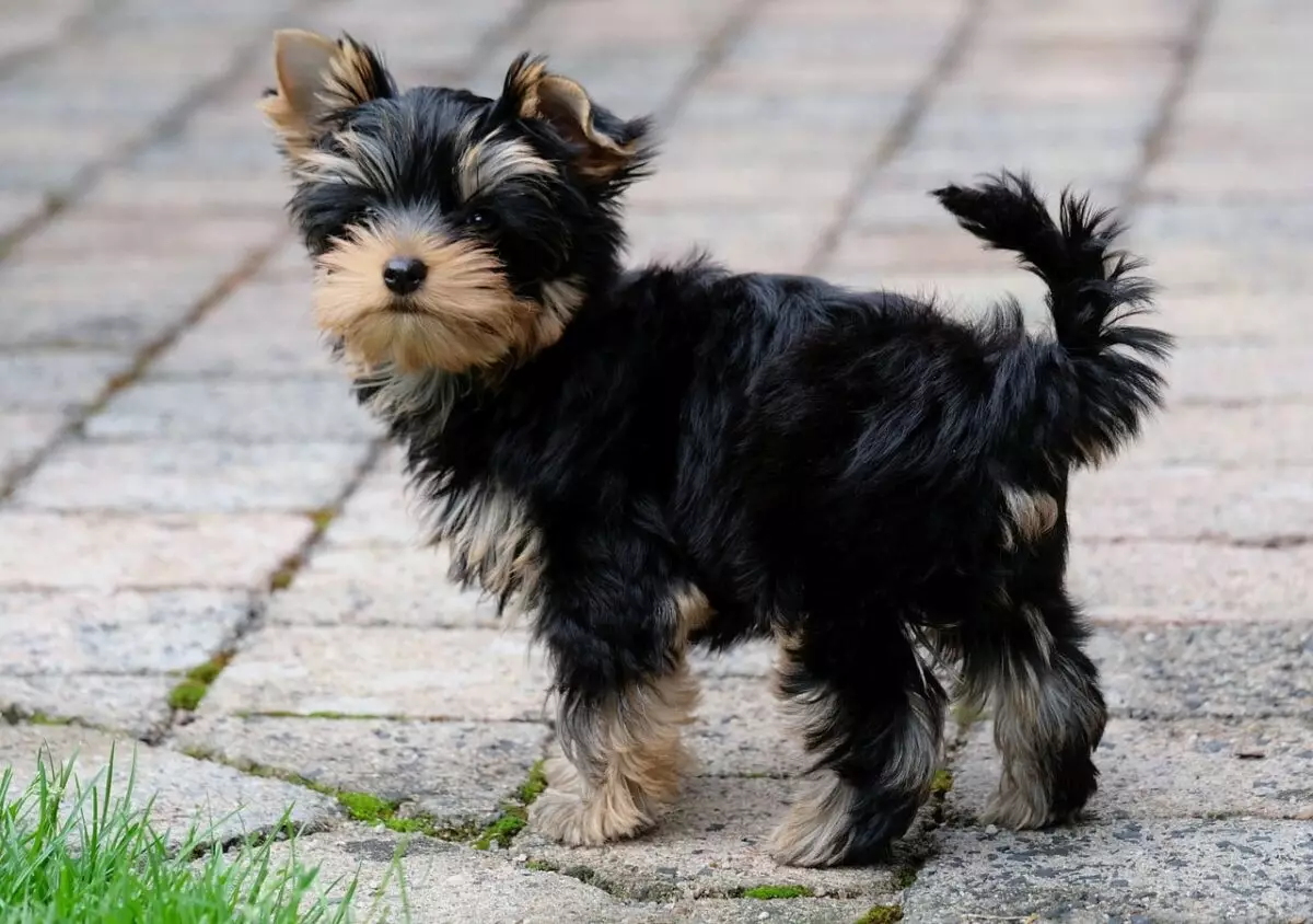 The Enigmatic Charm of Yorkshire Terriers: More Than Just a Lap Dog