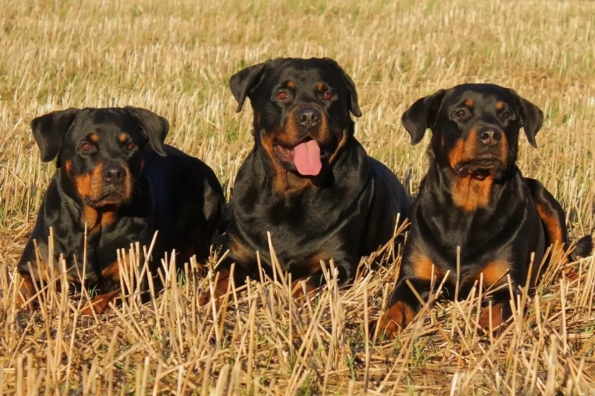 The Hidden Gems of Rottweilers: More Than Just a Guard Dog