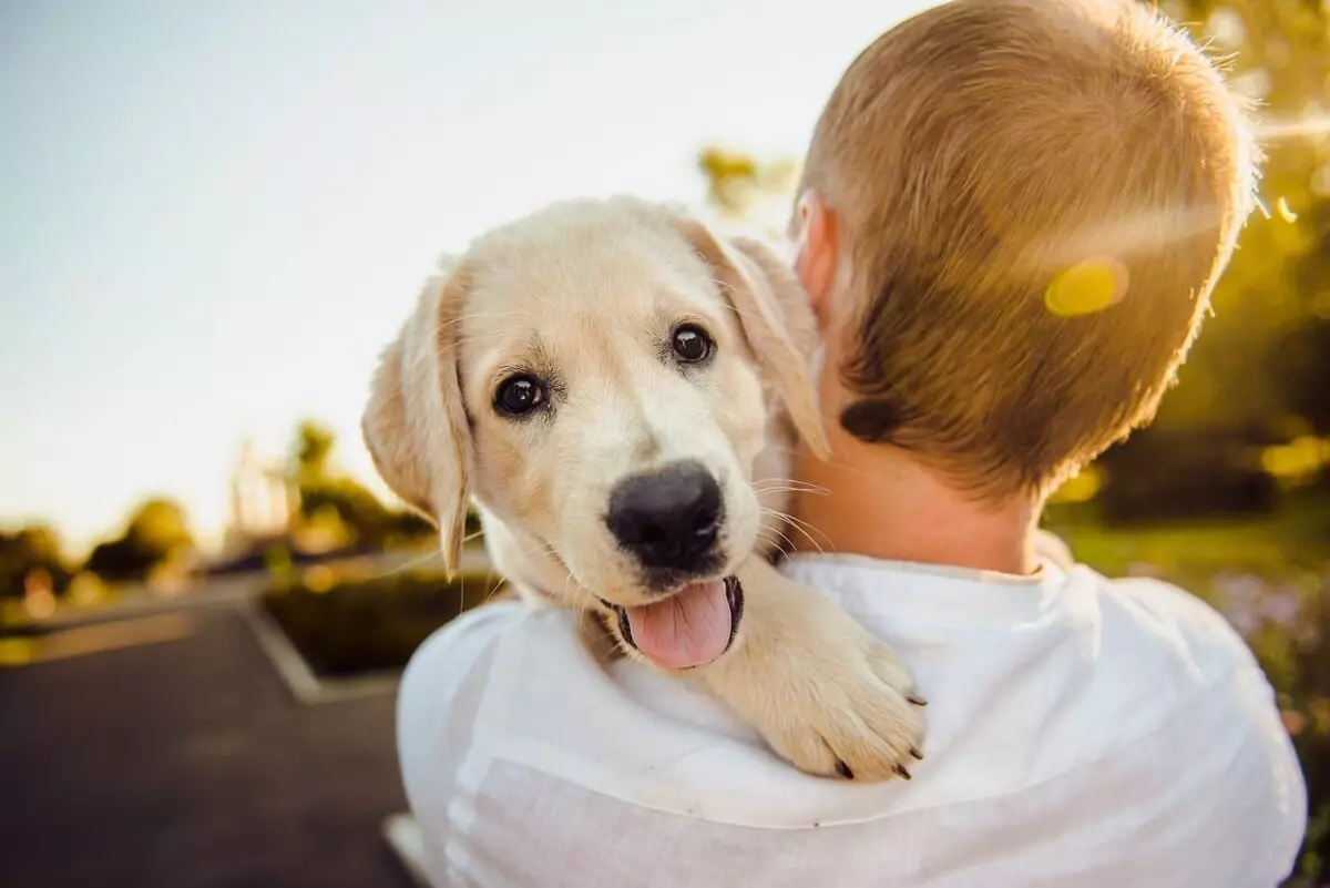 Understanding Your Dog’s Emotional Signals: How to Approach Upset Behavior