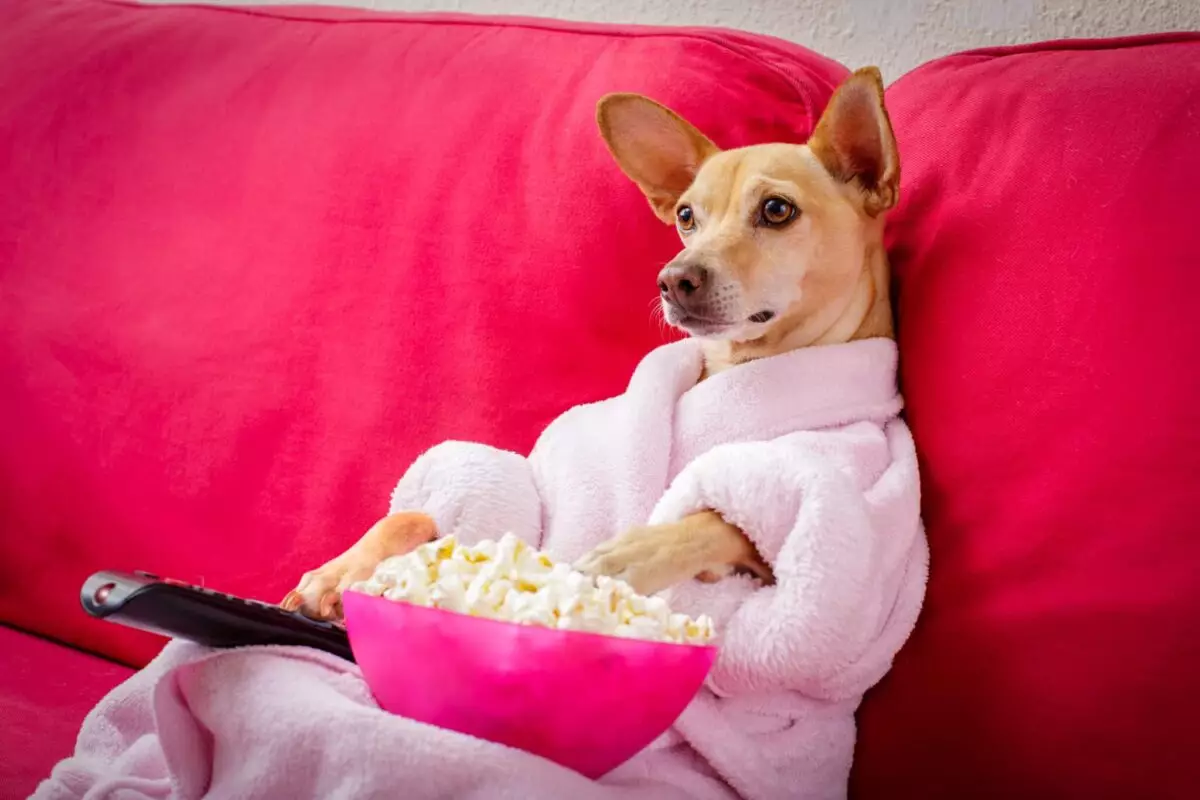 Unleashing the Joy: Why Dogs are the Perfect Movie Companions