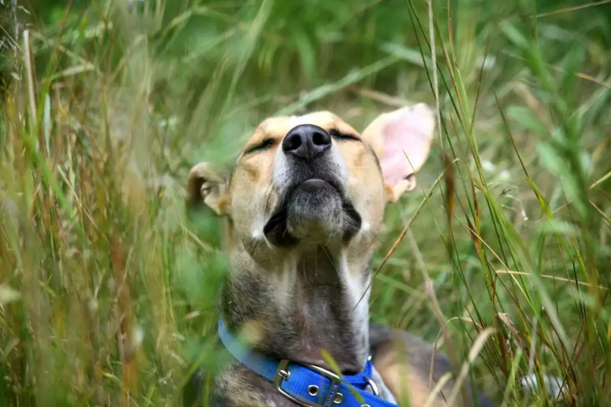 Understanding Your Dog’s Fascination with Grass: Insights for Pet Owners