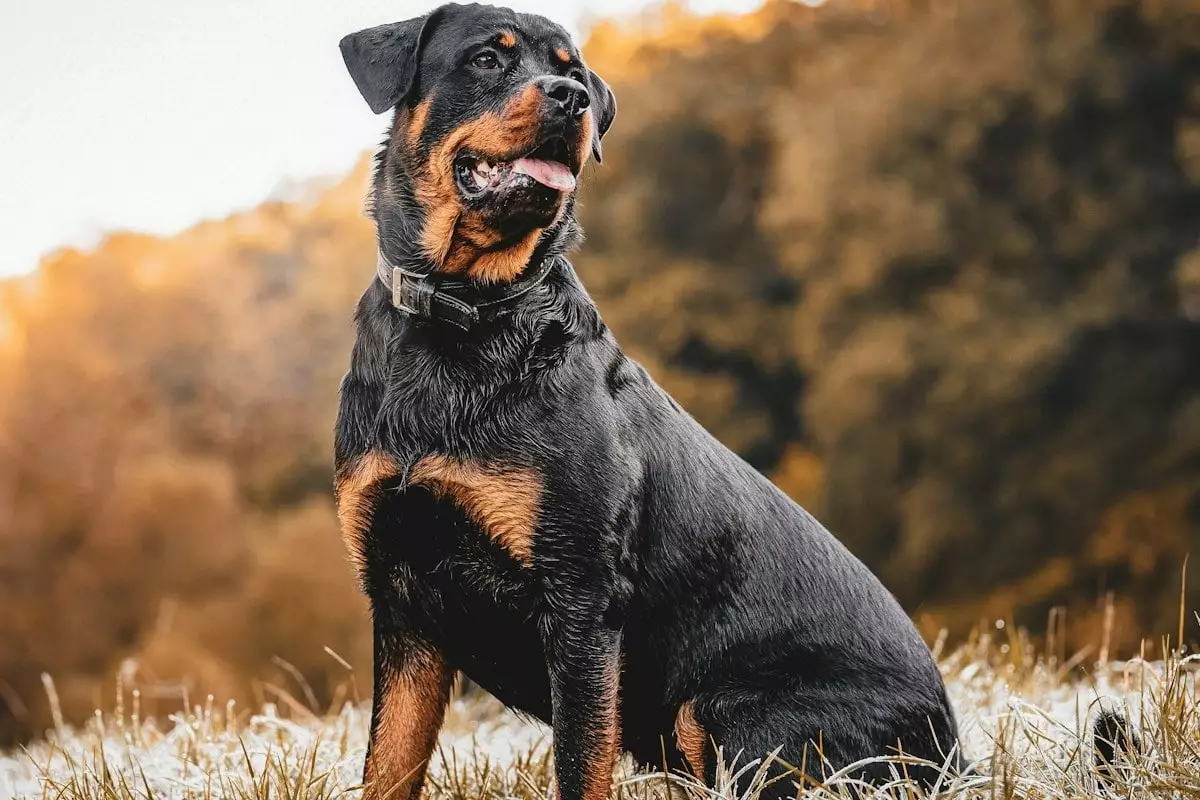 The Guardians of Humanity: Top 16 Dog Breeds Known for Vigilance and Protection