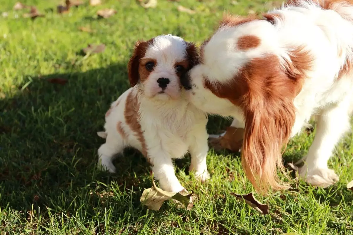 The Endearing Majesty of Cavalier King Charles Spaniels