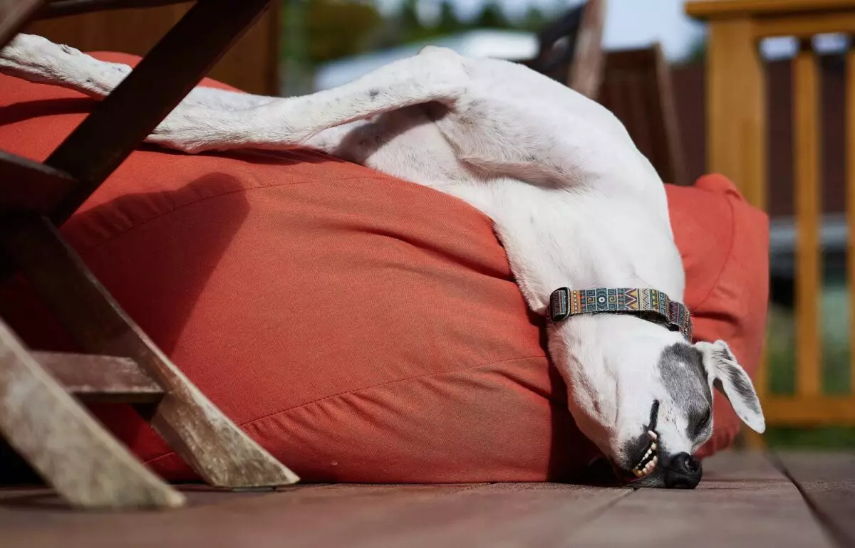 The Perfect Companions for a Relaxed Lifestyle: Low-Energy Dog Breeds