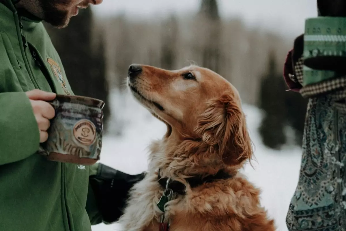 Top Dog Breeds for Sociable Souls: Finding Your Perfect Companion