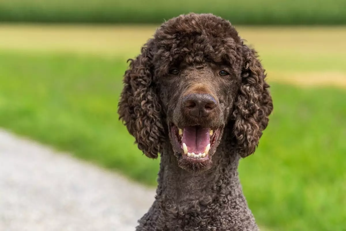 The Multifaceted Charm of Poodles: An In-Depth Look at an Enduring Breed