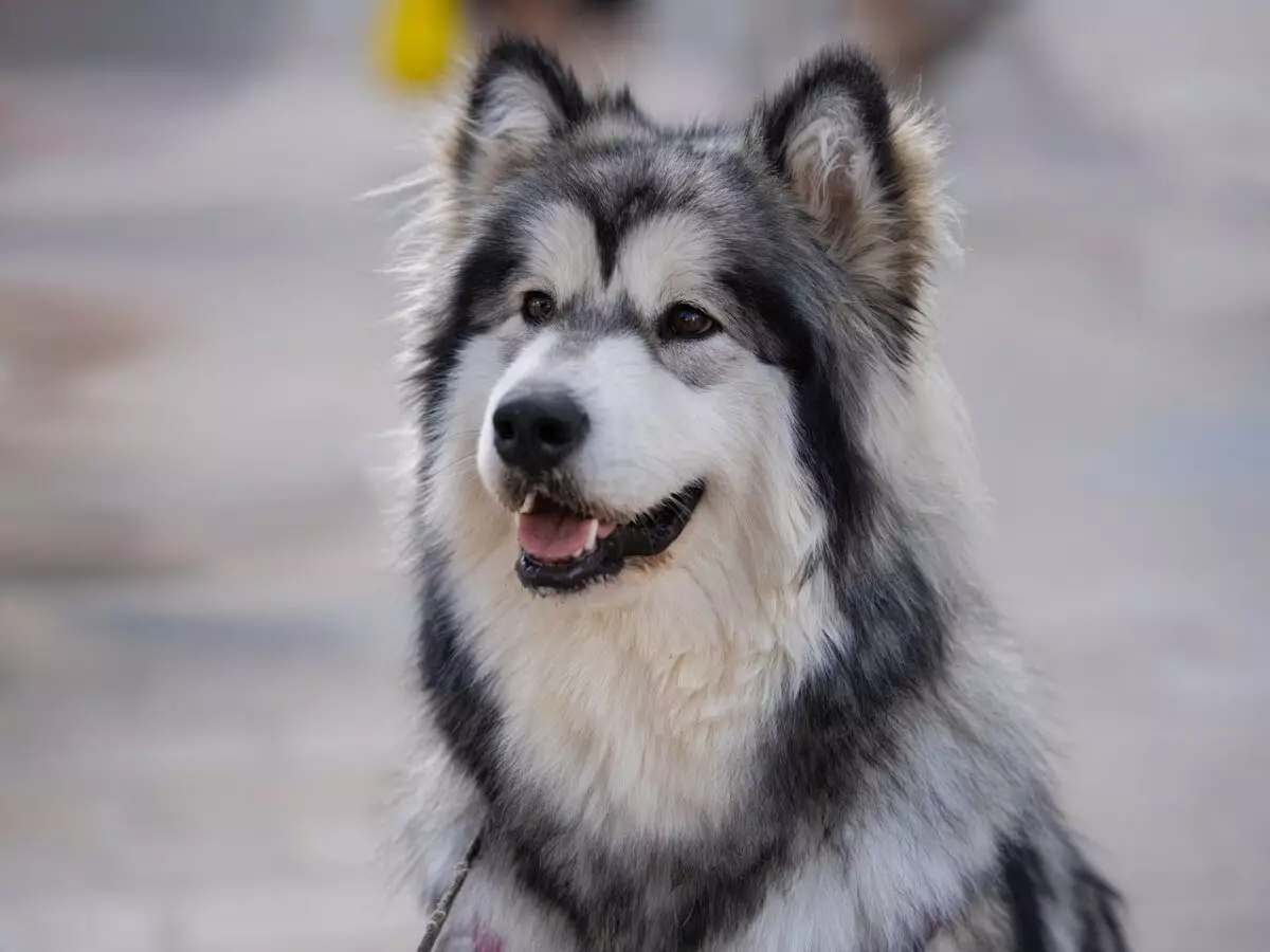 The Allure of Alaskan Malamutes: Unraveling the Mystique of the Majestic Canine