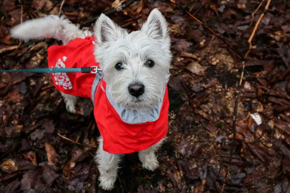 The Mighty Westie: Unveiling the Charms of West Highland White Terriers