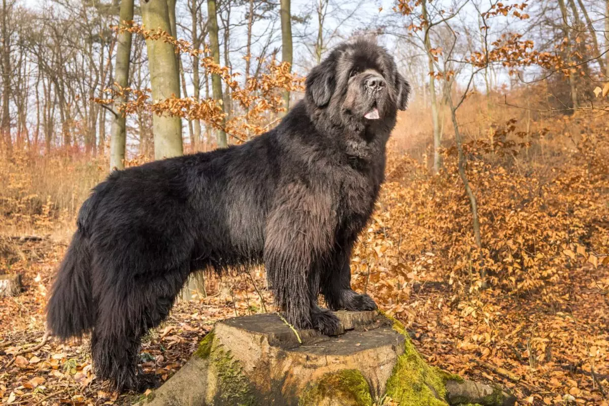 Bear-Like Breeds: The Fluffy Companions That Resemble Bears