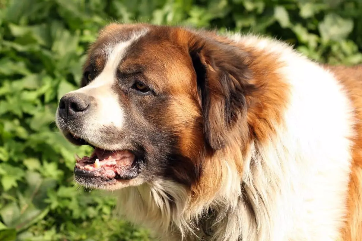 The Gentle Giants: Unveiling the St. Bernard Dog’s Heritage and Characteristics