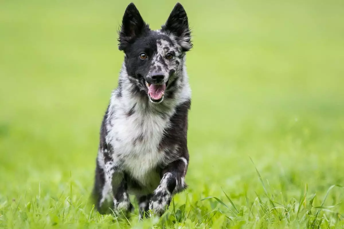 Exploring the Enigmatic World of Rare Dog Breeds