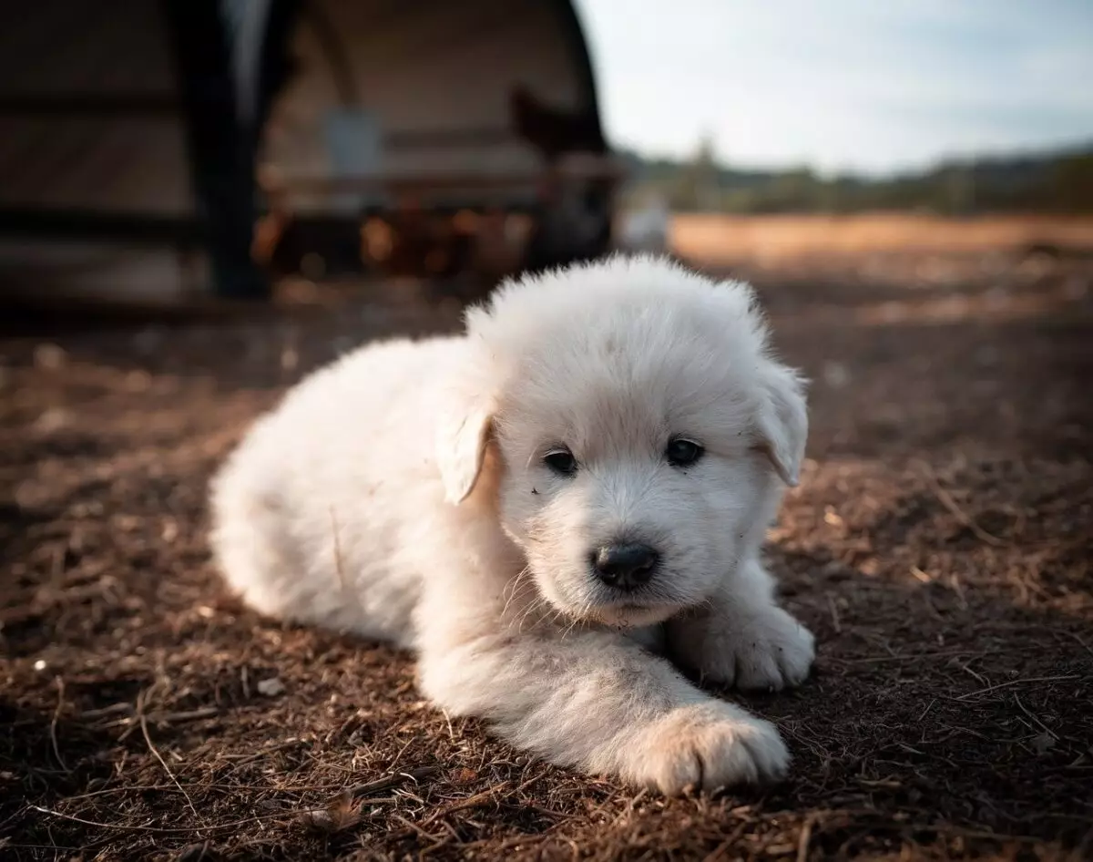 The Noble Heritage and Unique Traits of the Great Pyrenees