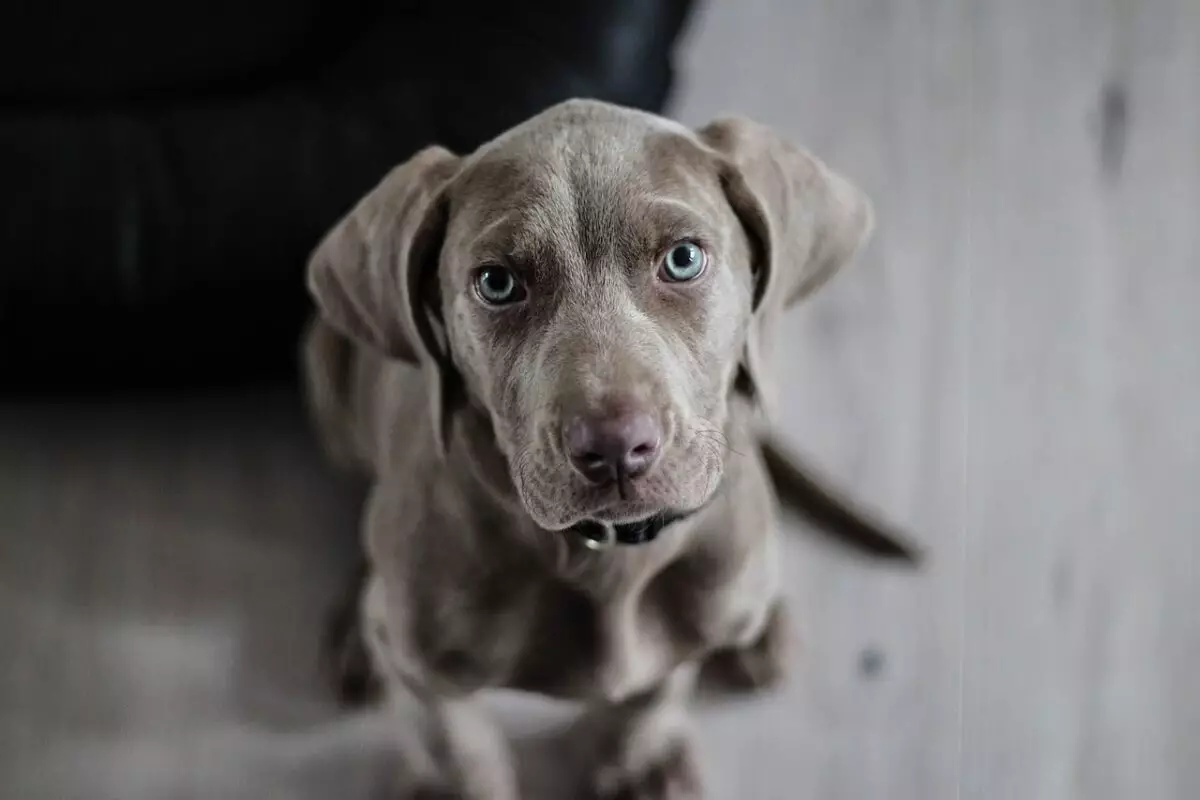 Unveiling the Enigmatic Weimaraner: More Than Just a Pretty Face