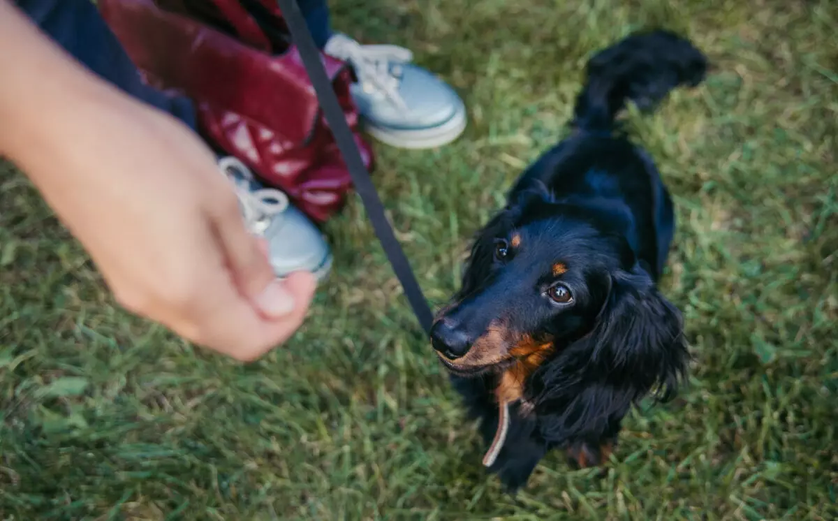 Understanding and Preventing Diabetes in Dogs: A Comprehensive Guide