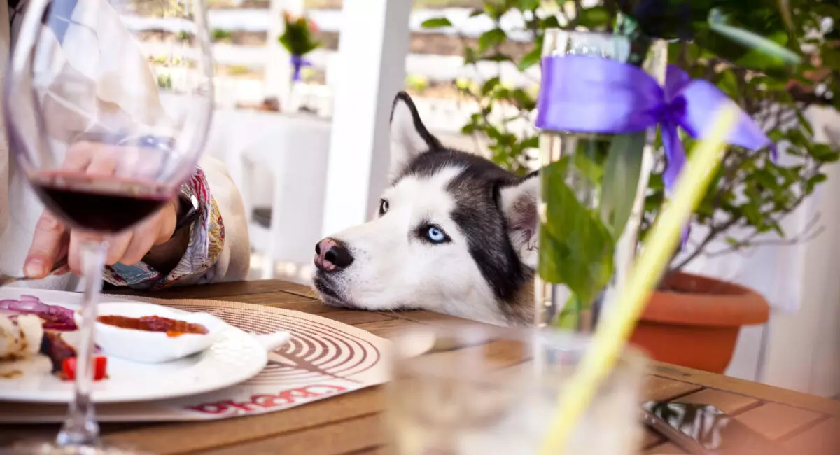 Creating a Harmonious Dining Experience with Your Dog