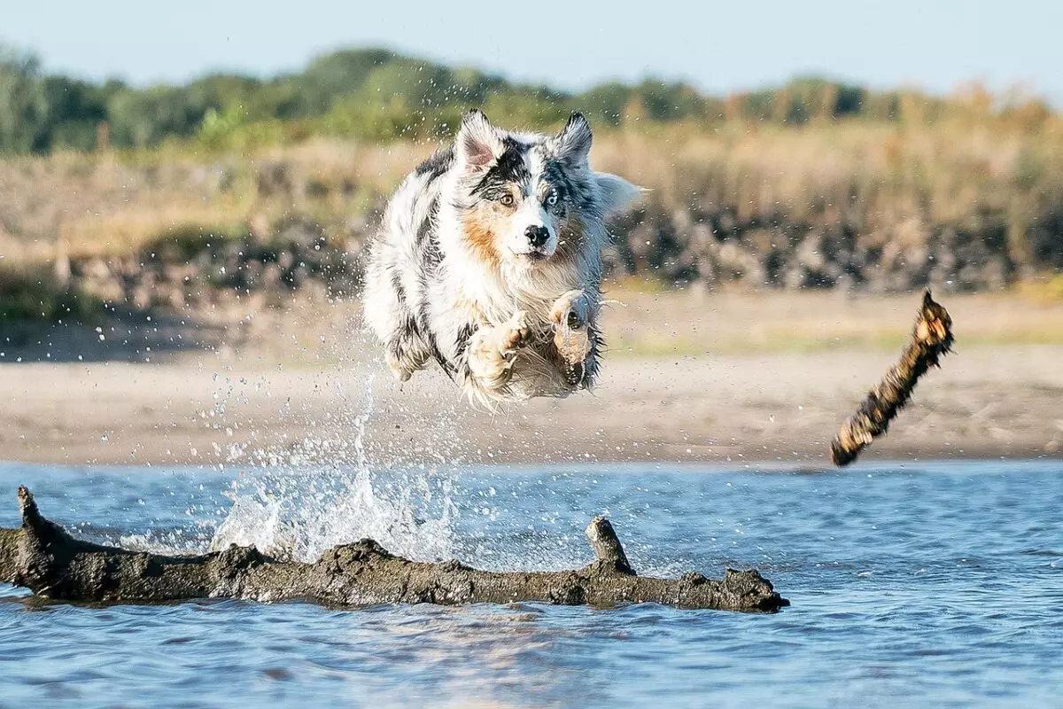 The Thrill of Dock Diving: Celebrating Canine Athleticism and Joy