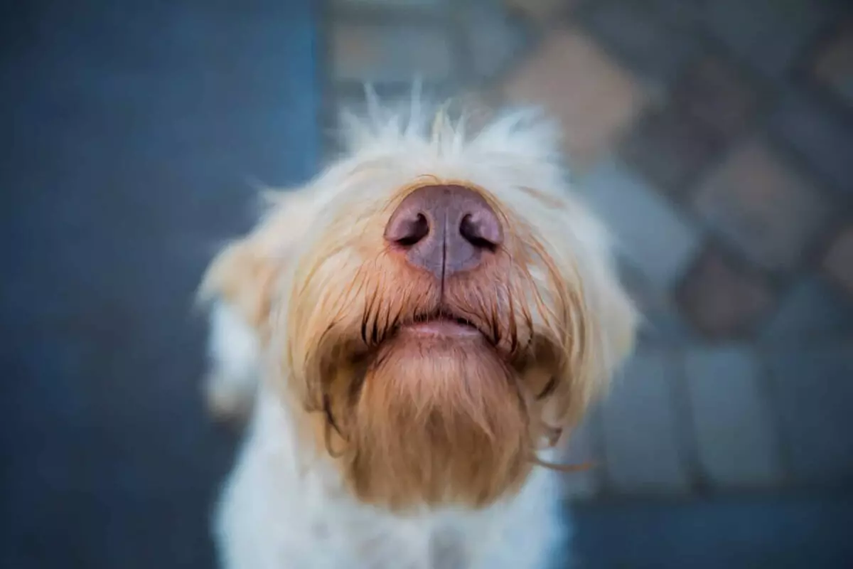 The Remarkable Olfactory World of Dogs