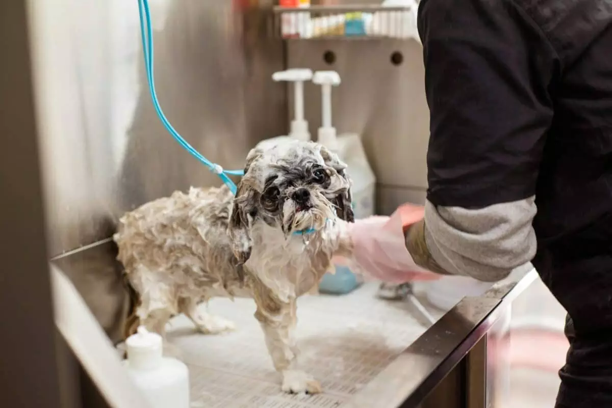 Canine Bath Lovers: Dog Breeds That Enjoy Bath Time