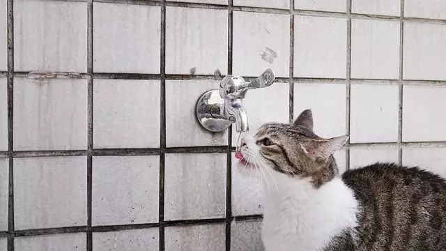 Understanding Your Cat’s Preference for Running Water Over Bowls