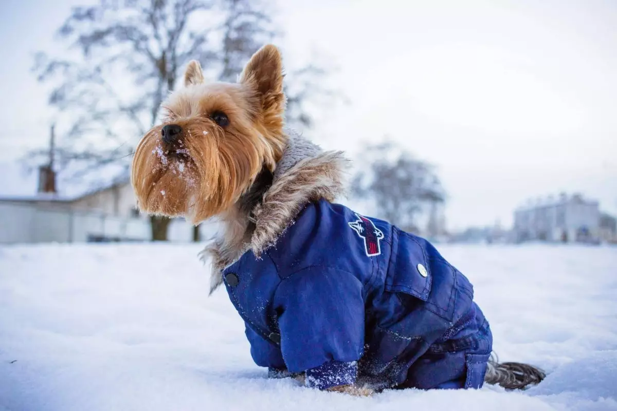 Keeping Your Canine Cozy: Essential Tips for Winter Care