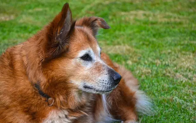 Understanding Age-Related Hearing Loss in Senior Dogs: A Comprehensive Guide