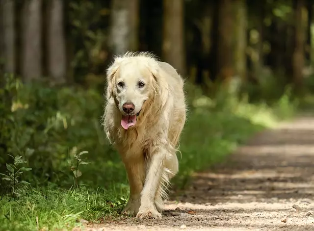 Safeguarding the Joyful Journey of Your Senior Dog