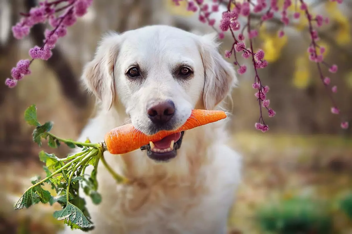 Essential Ways to Enhance Your Dog’s Longevity and Well-being