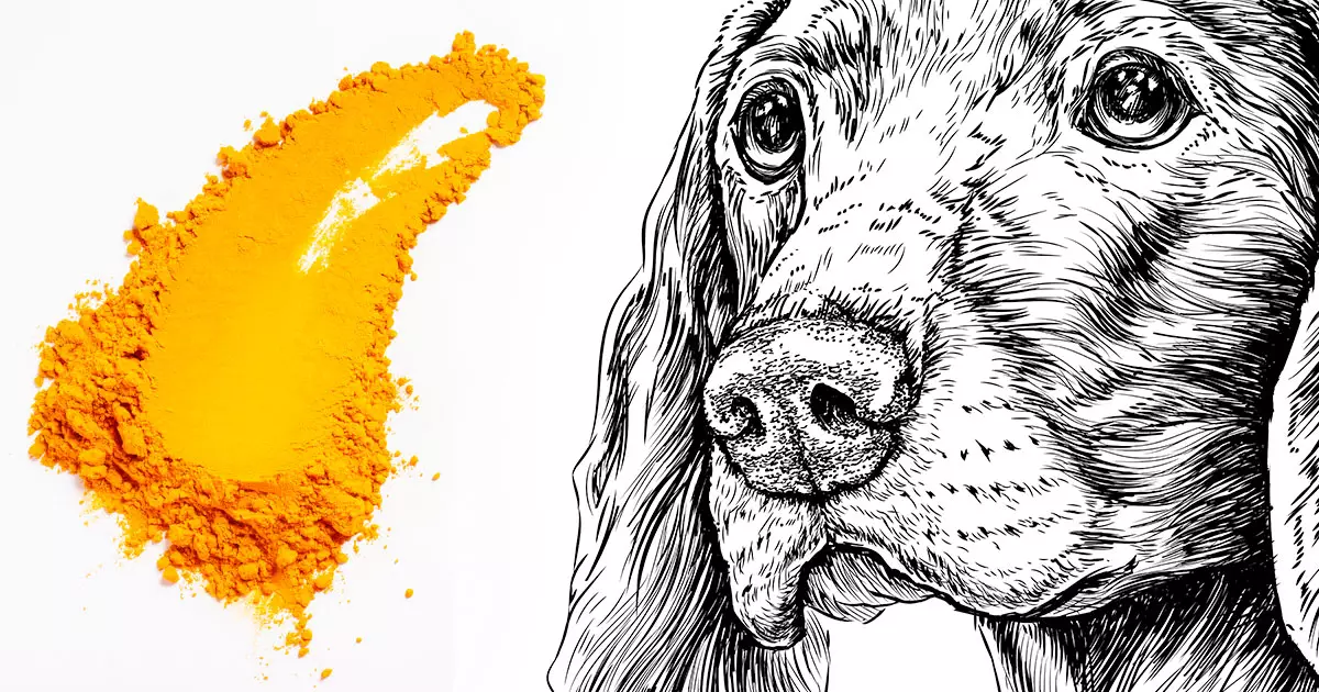 The Healing Power of Turmeric: A Guide to Benefits for Dogs