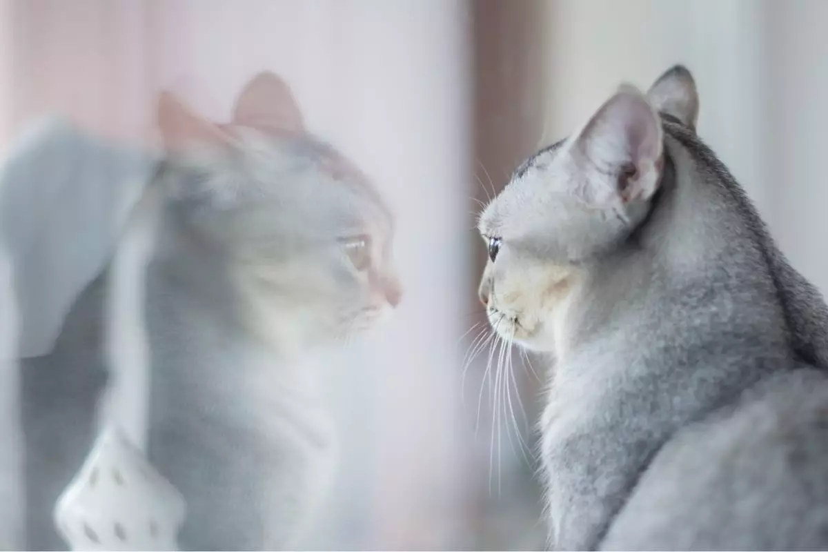 Understanding Your Cat’s Emotions: Signs They Miss You