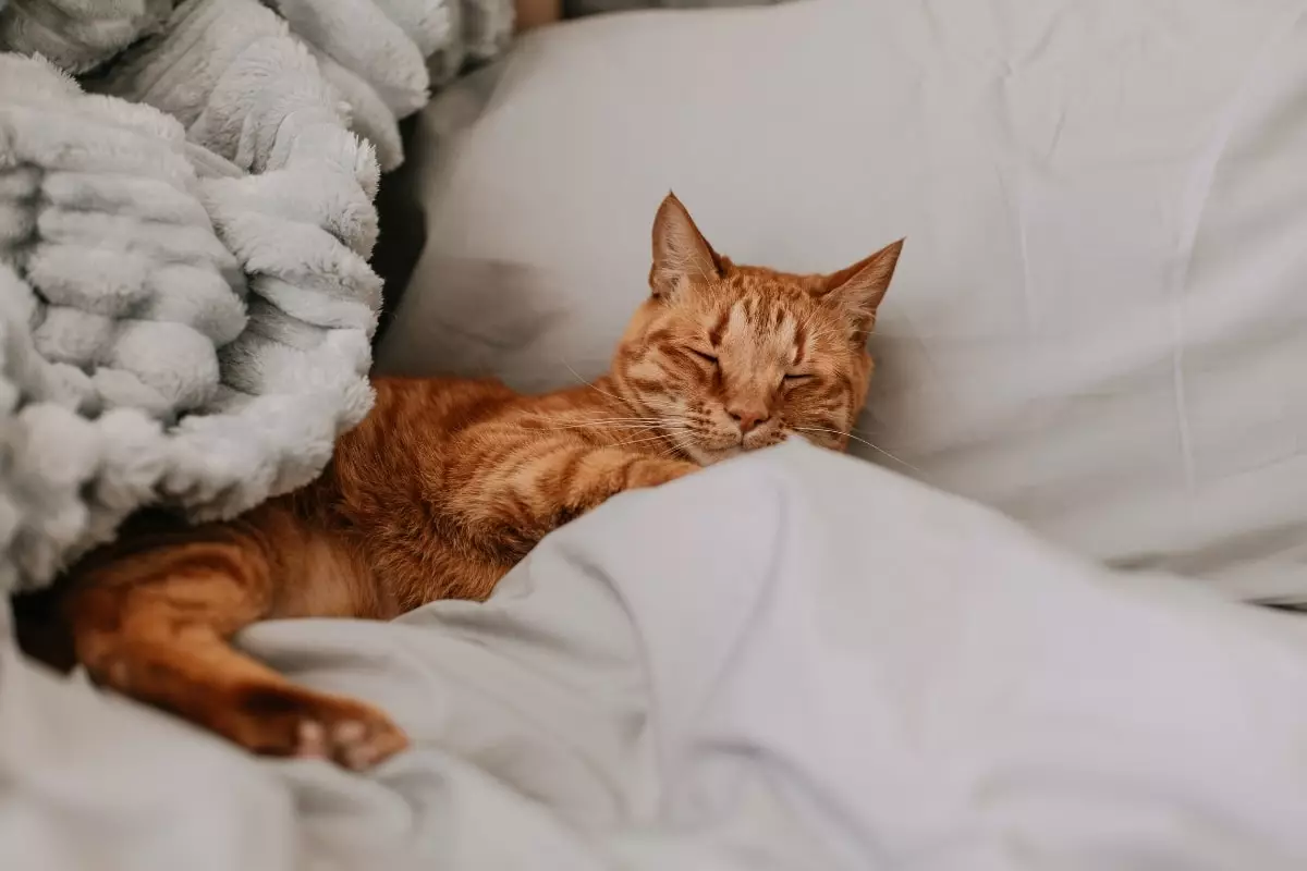 The Affectionate Felines: Breeds That Will Steal Your Heart (and Bed)