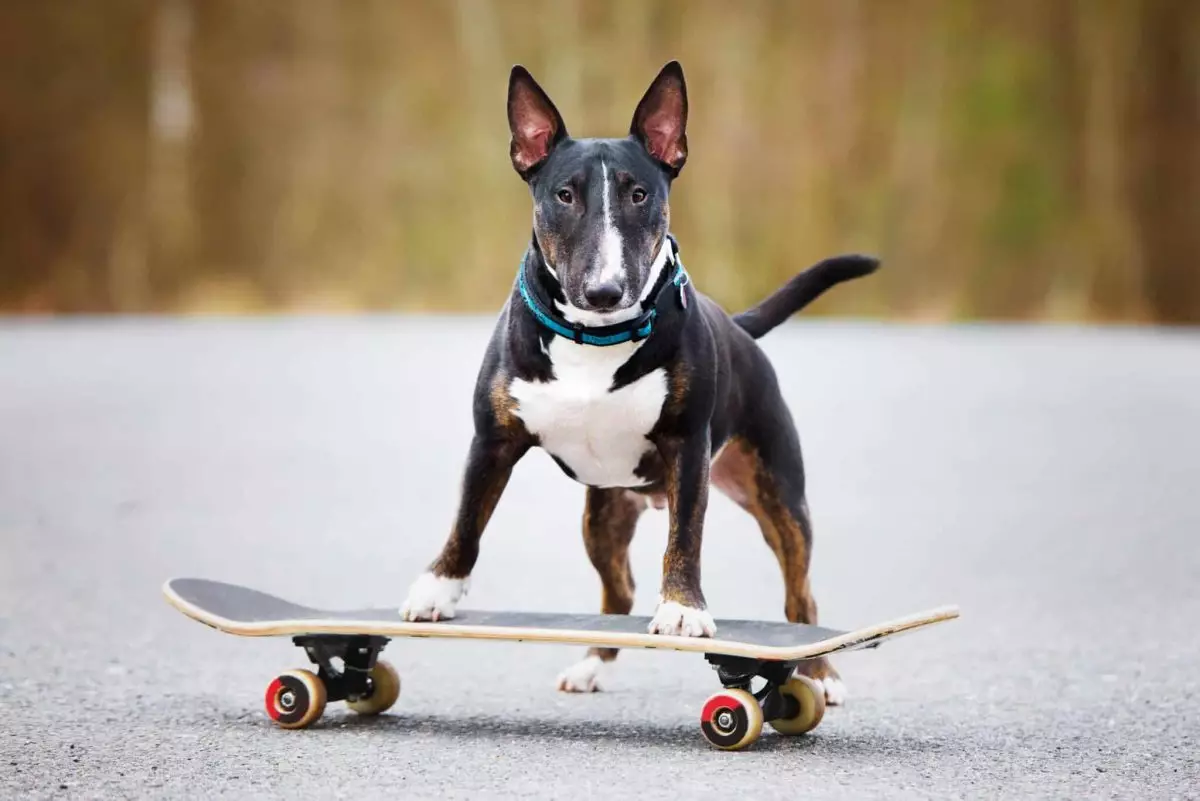 Unlocking Potential: The Amazing Skills You Can Teach Your Dog