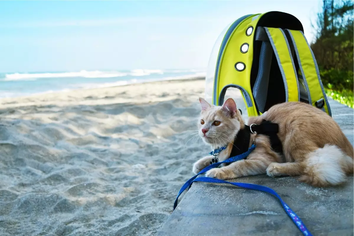 Adventurous Feline Companions: The Purrfect Matches for Active Lifestyles