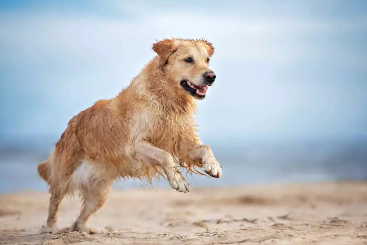 Simple Strategies to Enhance Your Dog’s Happiness