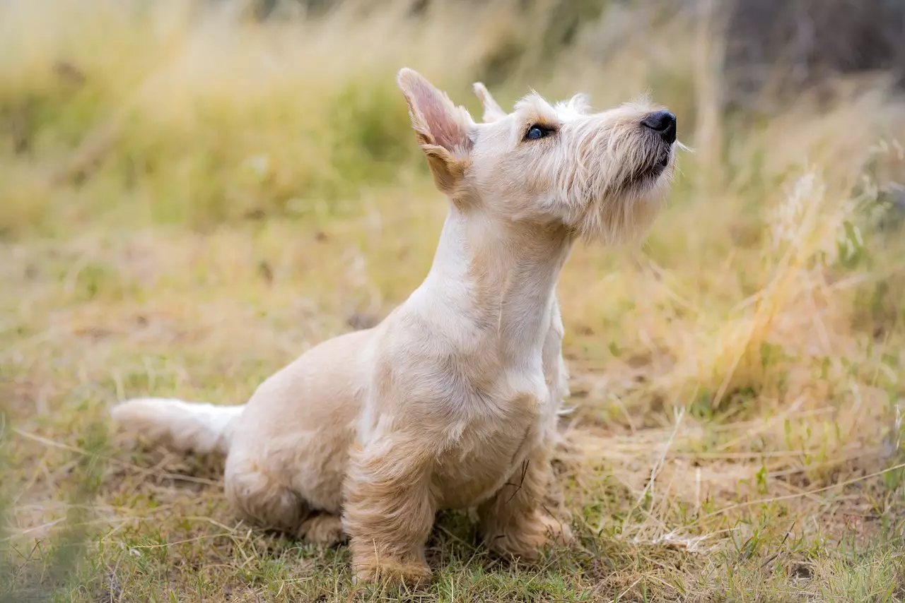 Finding the Ideal Canine Companion for Seniors: Eight Gentle Breeds