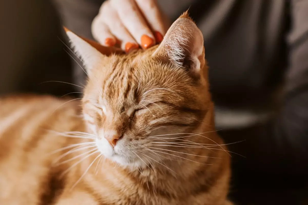 Decoding the Cat’s Silent Affection: Understanding Their Emotional Responses