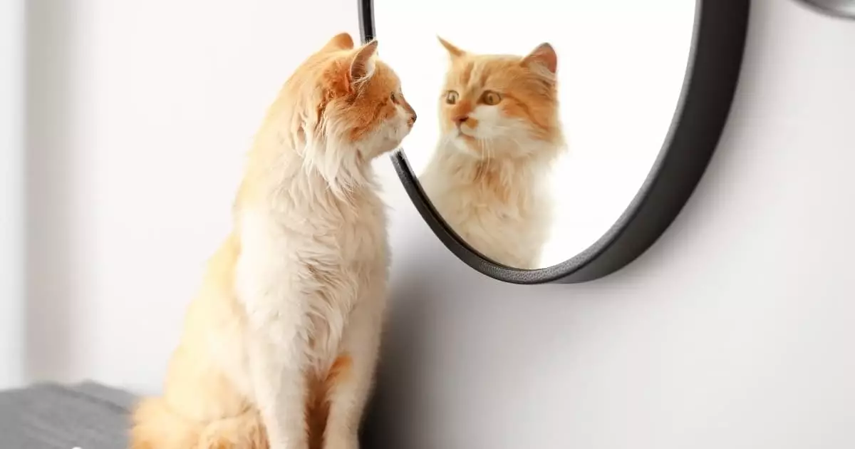 Decoding Feline Communication: Understanding Your Cat Beyond Vocalization