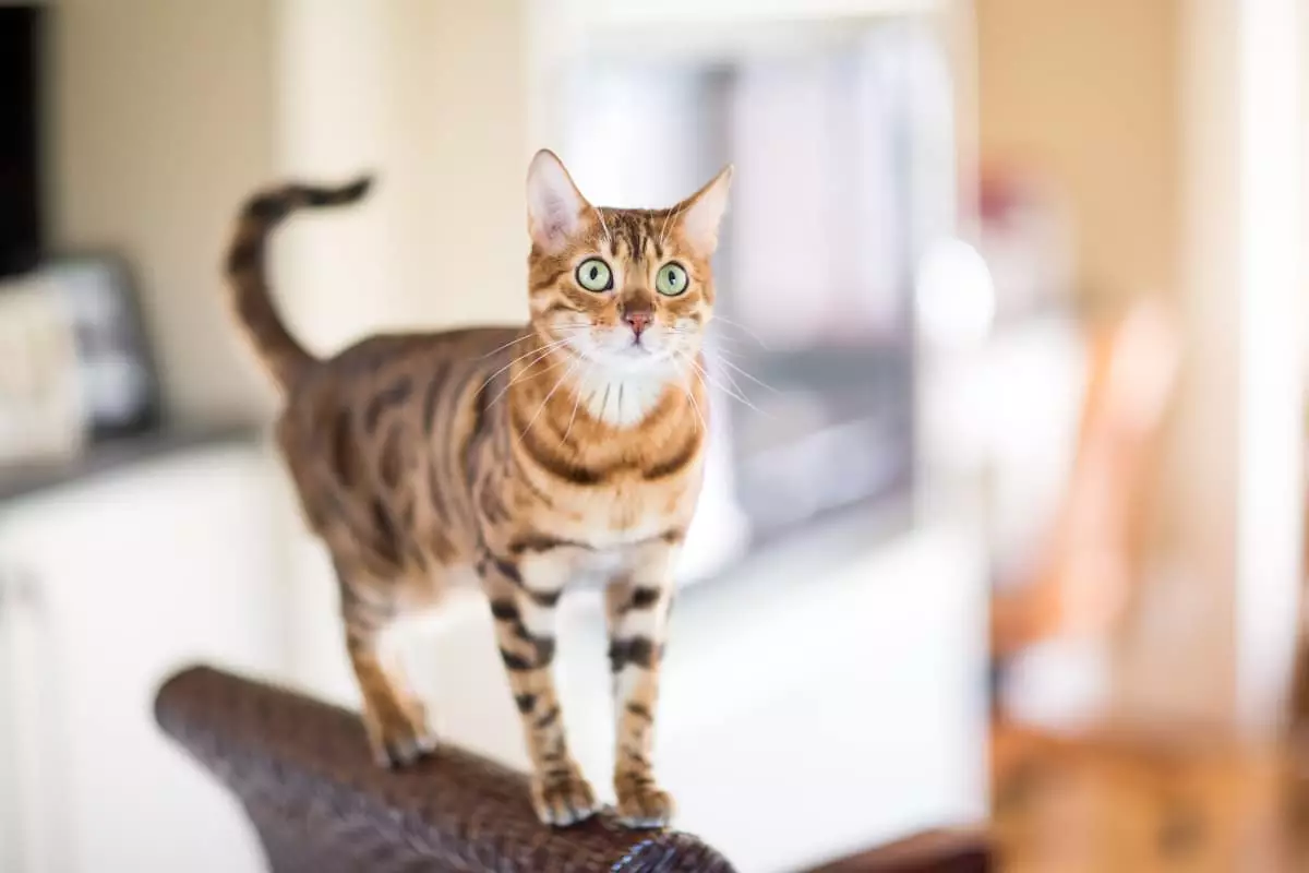 Unveiling the Feline Stars: Understanding Your Cat’s Celebrity Behavior