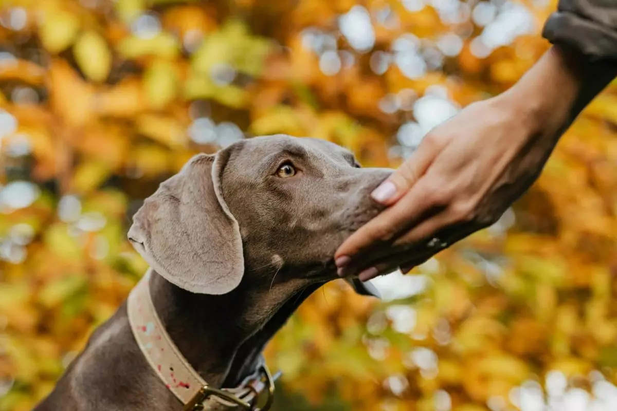 The Profound Emotional Bonds Between Dogs and Humans