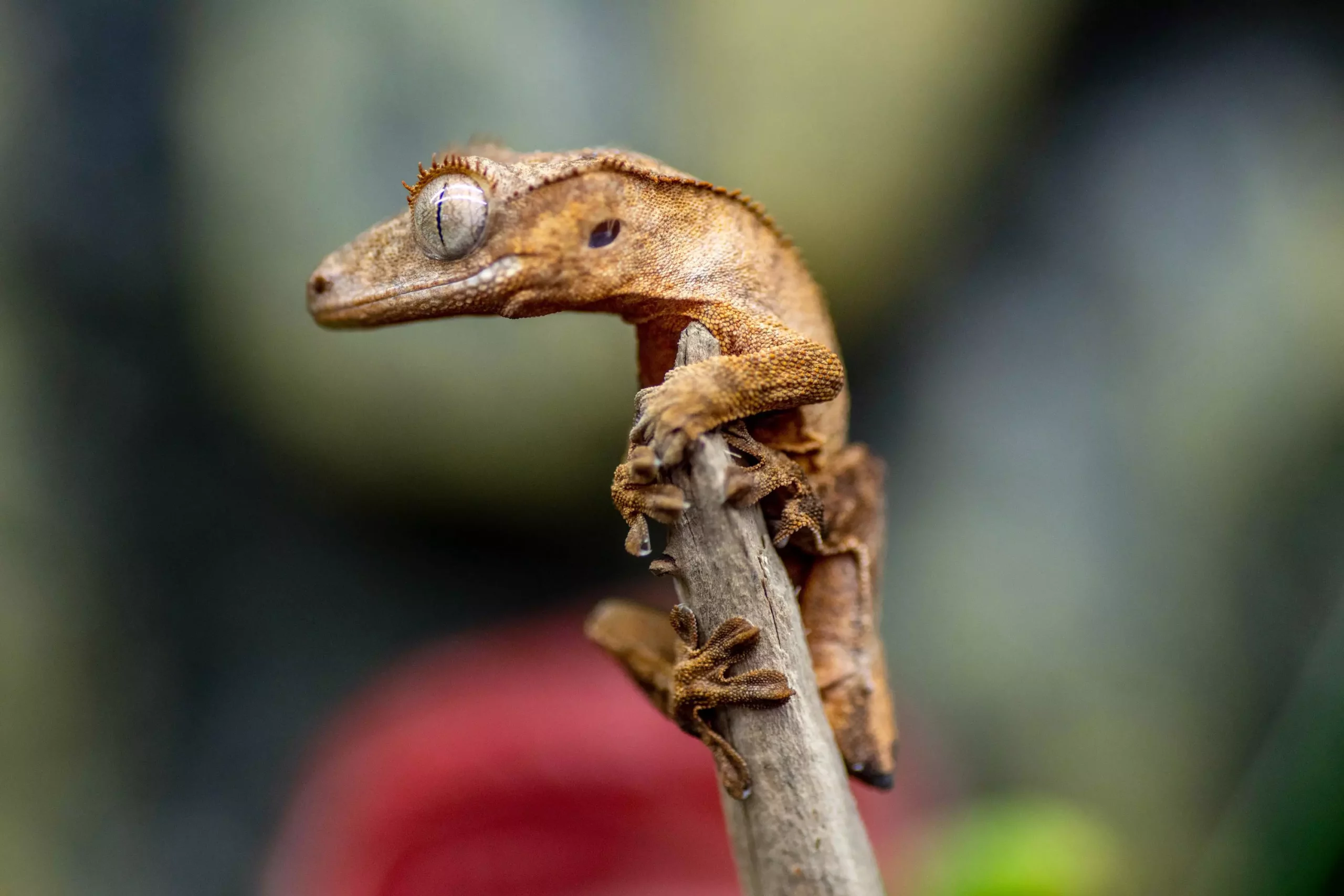 The Ultimate Guide to Crested Geckos: A Perfect Pet for Beginners