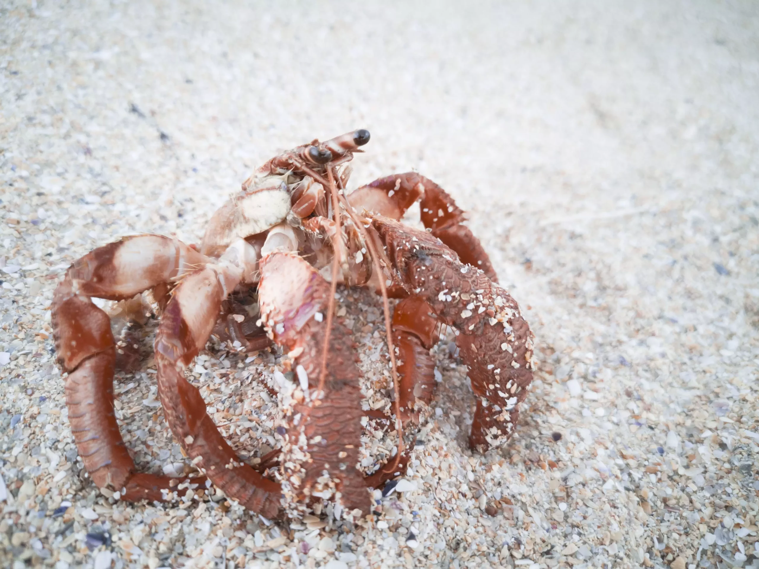 Understanding Shell Evacuation in Hermit Crabs: Causes and Solutions