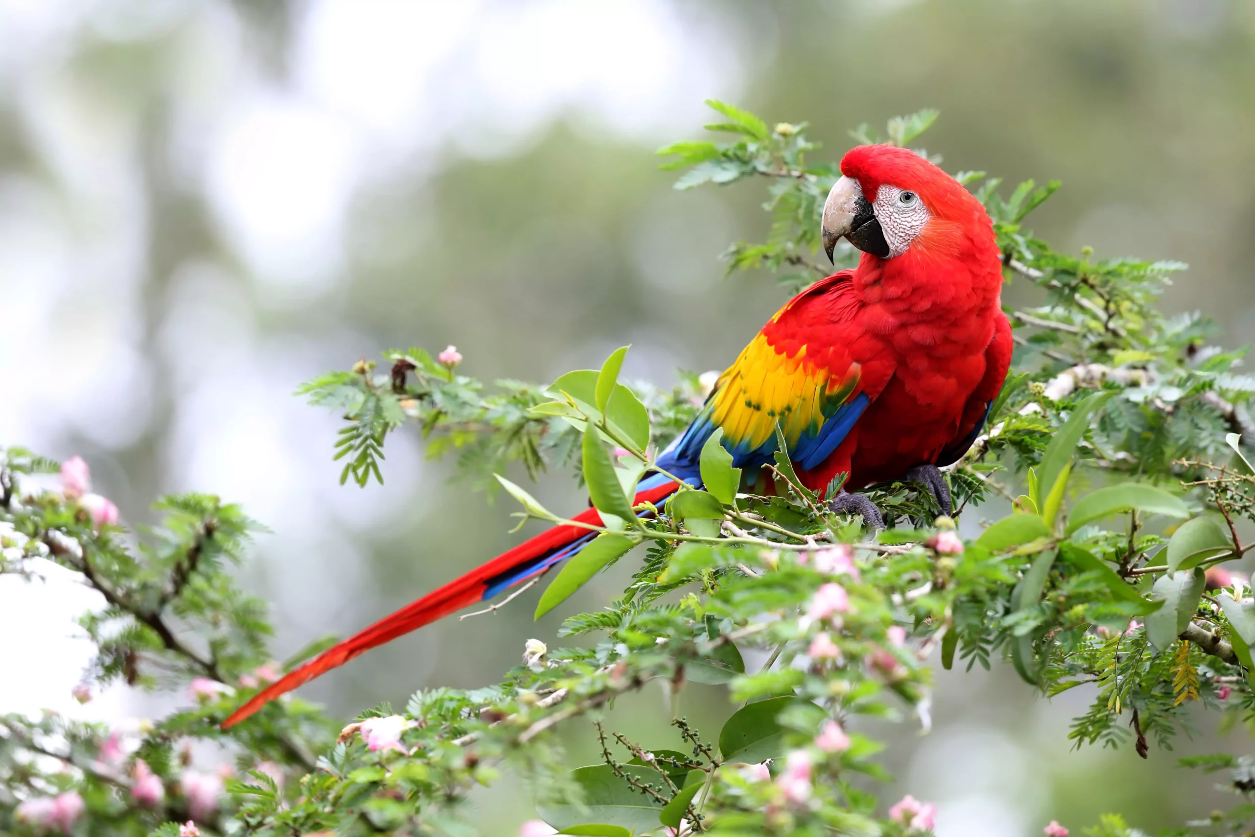 The World of Macaws: A Deep Dive into the Majestic Parrots