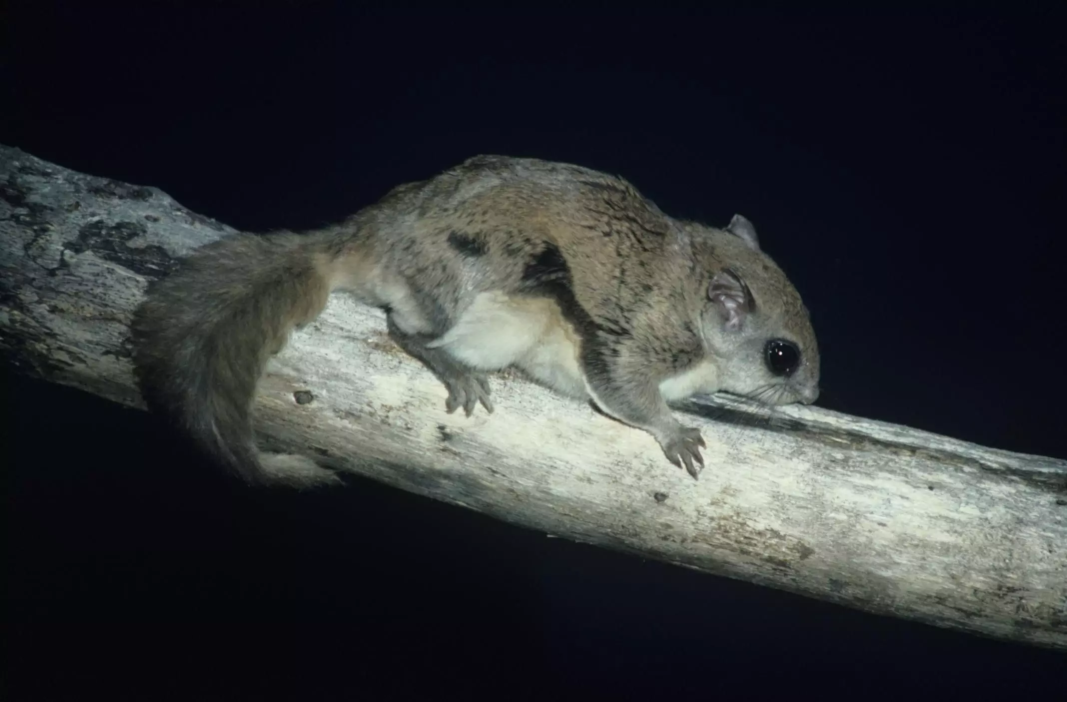 The Enchanting World of Southern Flying Squirrels as Pets