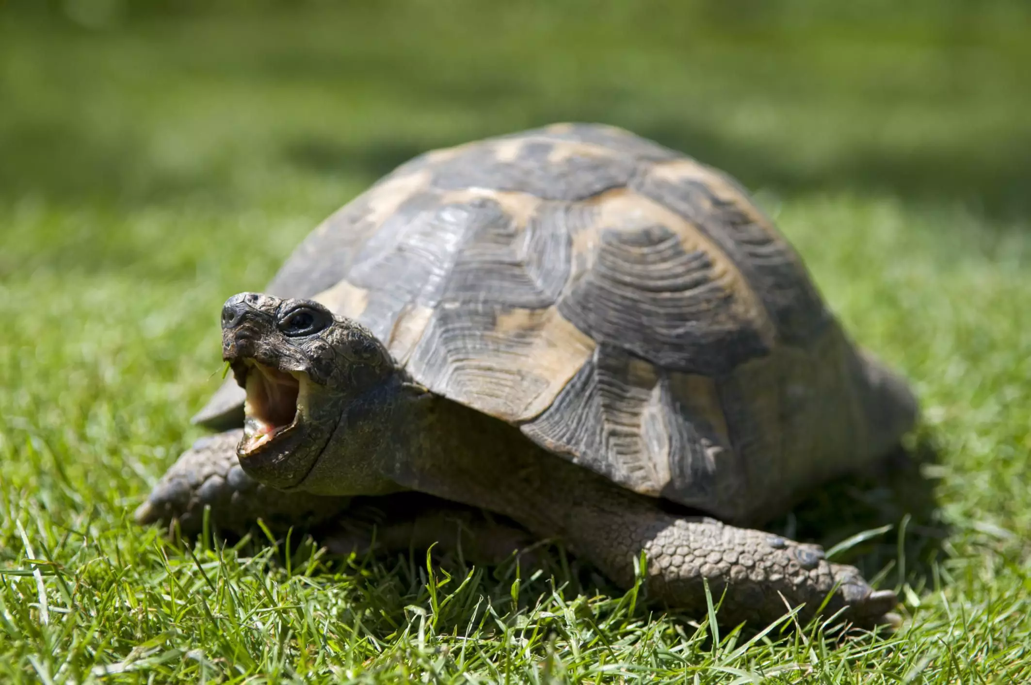 Understanding Tortoises as Pets: Long-Term Commitment and Care