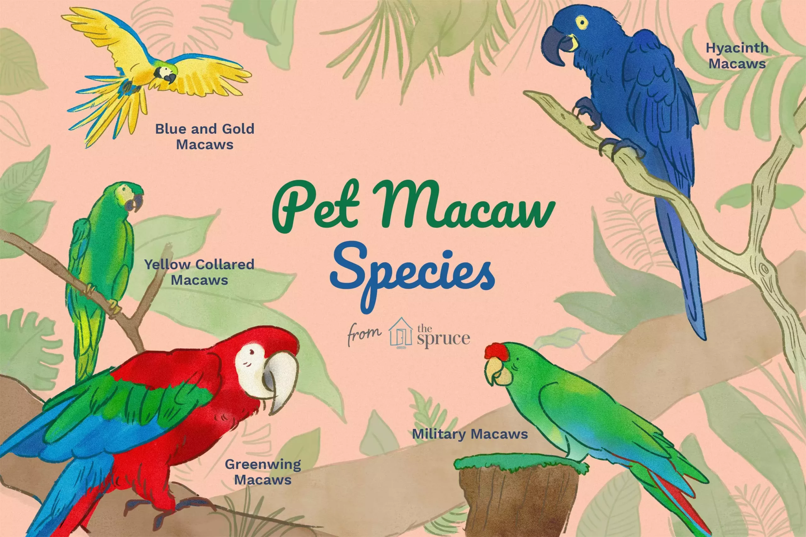 The Captivating World of Macaws: A Deep Dive into Their Unique Needs and Behaviors