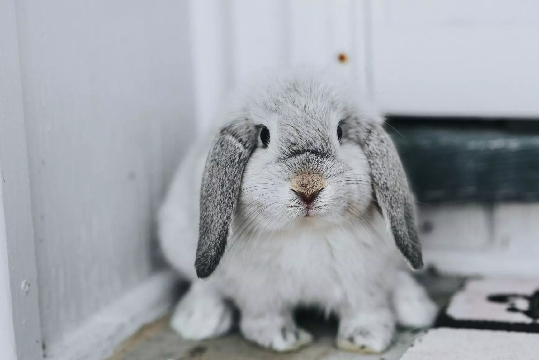 Understanding and Caring for Your Rabbit’s Health