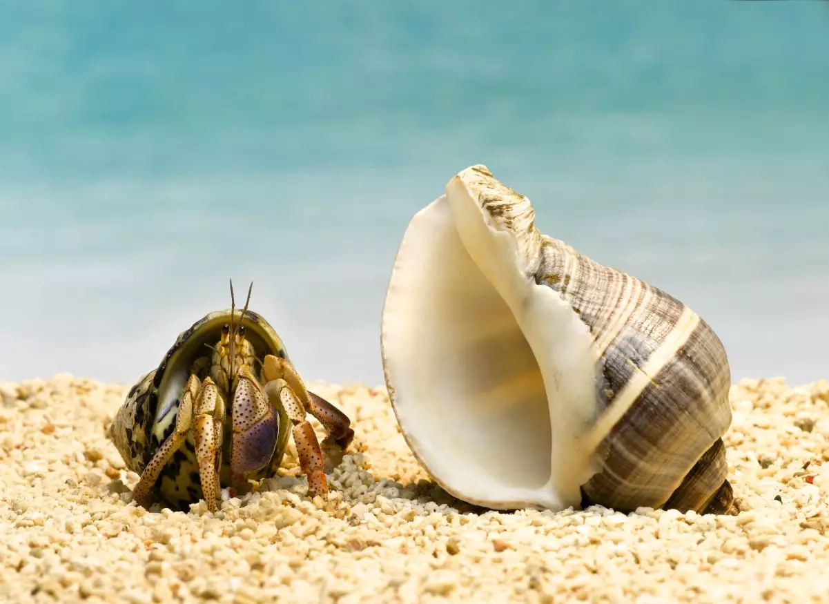 The Critical Care and Misunderstandings About Molting Hermit Crabs