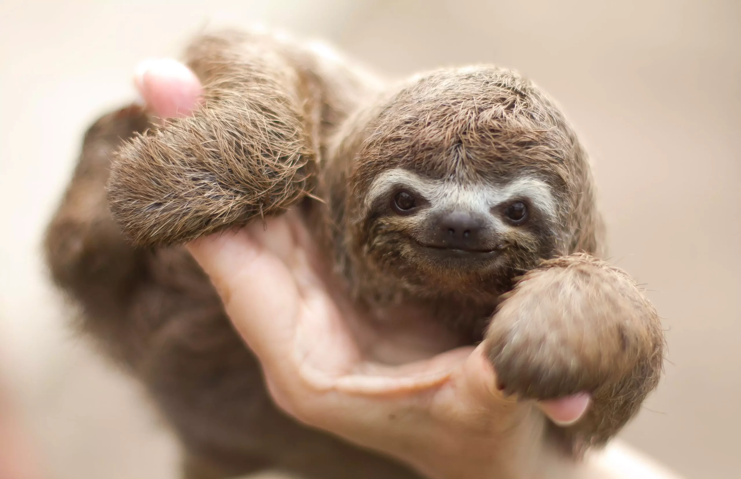 The Case for Keeping Two-Toed Sloths as Exotic Pets: A Complex Decision